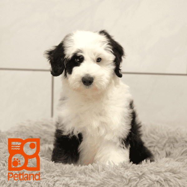 Sheepadoodle-Dog-Male---Petland Overland Park, Kansas