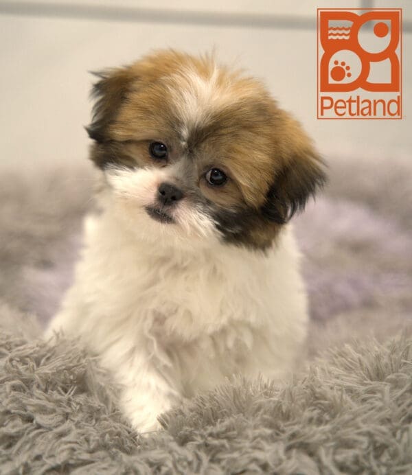 Shiranian-Dog-Female---Petland Overland Park, Kansas