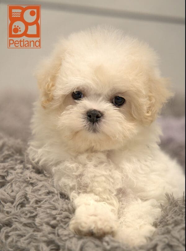 Teddy Bear-Dog-Female---Petland Overland Park, Kansas