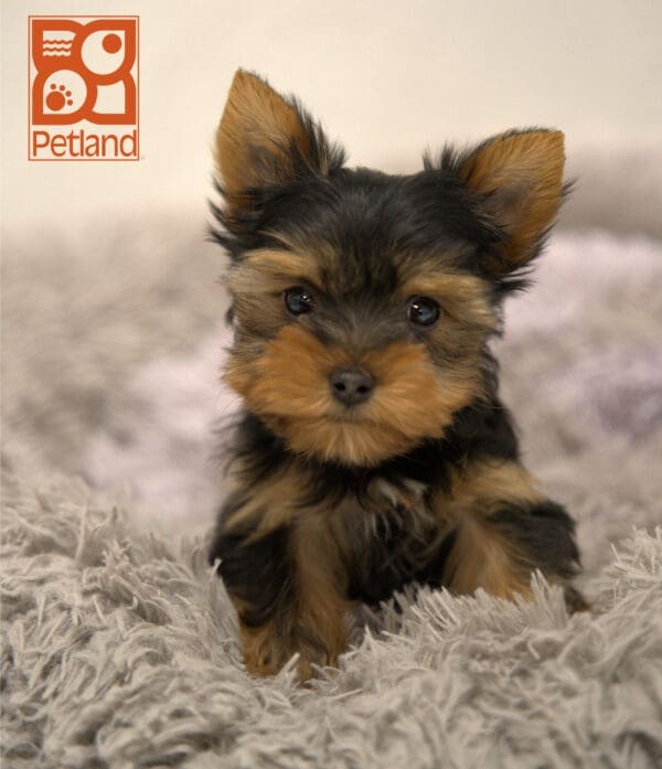 Yorkshire Terrier-Dog-Male---Petland Overland Park, Kansas