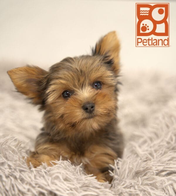 Yorkshire Terrier-Dog-Female---Petland Overland Park, Kansas