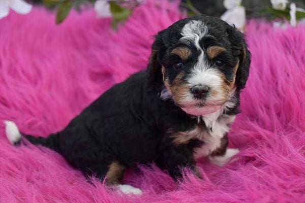 Bernedoodle Mini 2nd Gen-Dog-Female---Petland Overland Park, Kansas