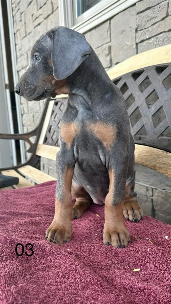 Doberman Pinscher-Dog-Female---Petland Overland Park, Kansas