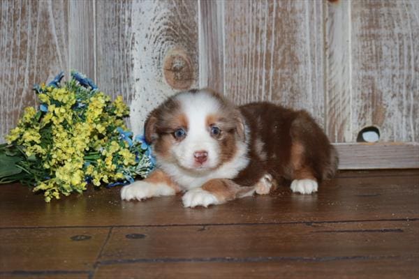 Australian Shepherd-Dog-Male---Petland Overland Park, Kansas
