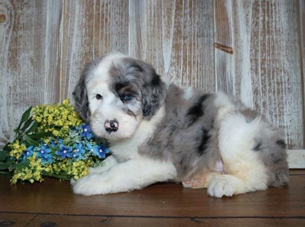 Sheepadoodle-Dog-Male---Petland Overland Park, Kansas