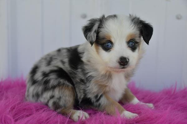 Miniature Australian Shepherd-Dog-Male---Petland Overland Park, Kansas