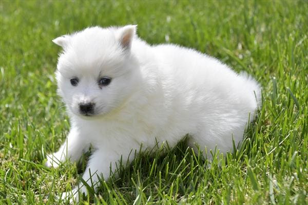 American Eskimo Dog-Dog-Female---Petland Overland Park, Kansas