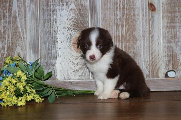 Miniature Australian Shepherd-Dog-Female---Petland Overland Park, Kansas