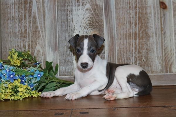 Italian Greyhound-Dog-Female---Petland Overland Park, Kansas