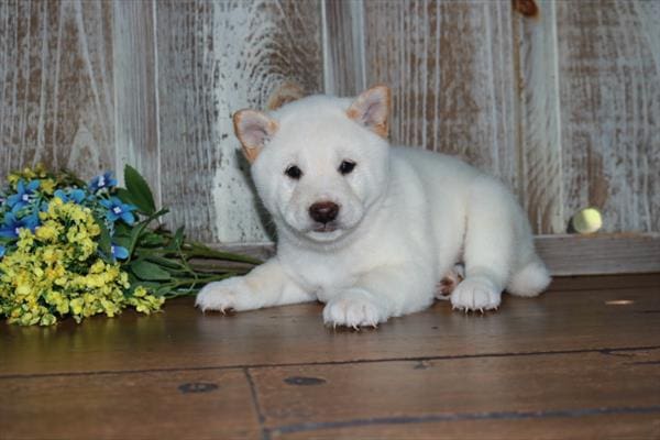 Shiba Inu-Dog-Male---Petland Overland Park, Kansas