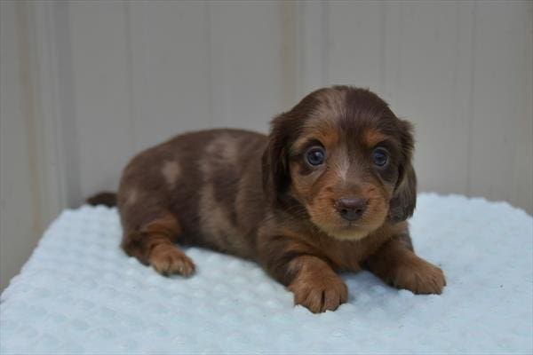 Dachshund-Dog-Female---Petland Overland Park, Kansas