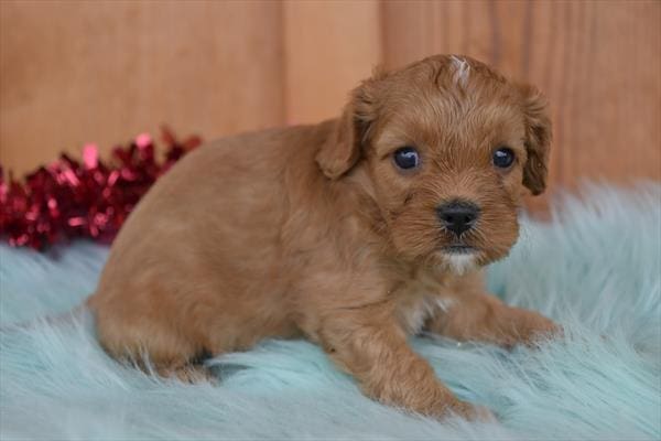Cavapoo-Dog-Male---Petland Overland Park, Kansas