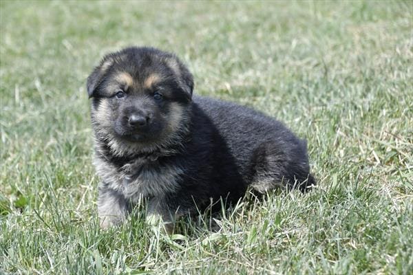 German Shepherd Dog-Dog-Male---Petland Overland Park, Kansas