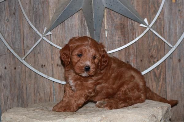 Goldendoodle Mini 2nd Gen-Dog-Female---Petland Overland Park, Kansas