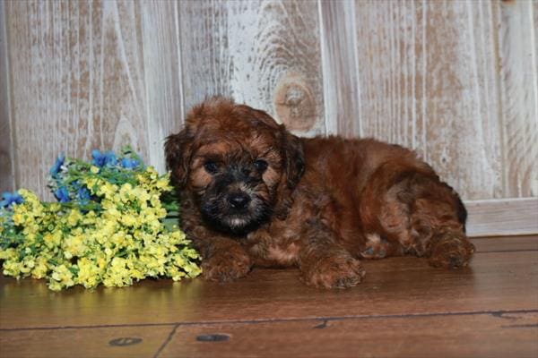Whoodle Mini-Dog-Male---Petland Overland Park, Kansas