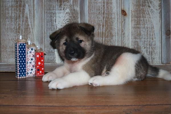 Akita-Dog-Female---Petland Overland Park, Kansas
