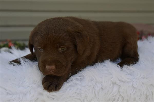 Labrador Retriever-Dog-Female---Petland Overland Park, Kansas
