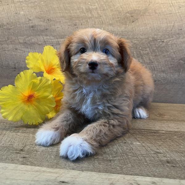 Aussiedoodle-Dog-Female---Petland Overland Park, Kansas