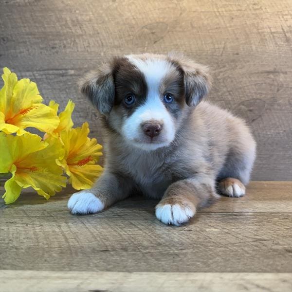 Australian Shepherd-Dog-Female---Petland Overland Park, Kansas