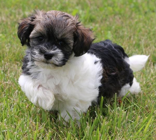Havanese-Dog-Female---Petland Overland Park, Kansas