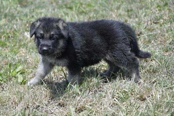 German Shepherd Dog-Dog-Male---Petland Overland Park, Kansas