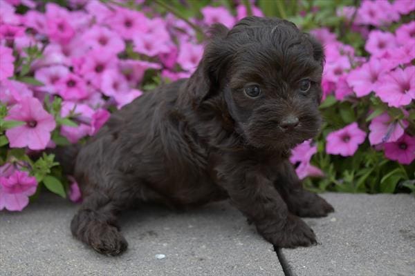 Cock A Poo-Dog-Female---Petland Overland Park, Kansas