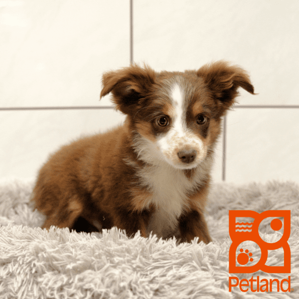 Miniature Australian Shepherd-Dog-Male---Petland Overland Park, Kansas