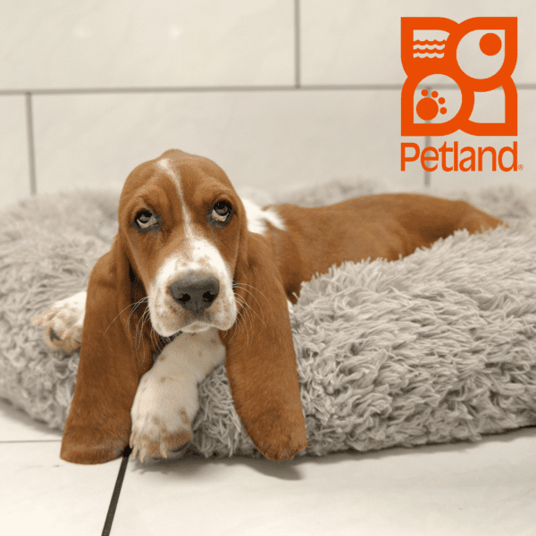 Basset Hound-Dog-Female---Petland Overland Park, Kansas