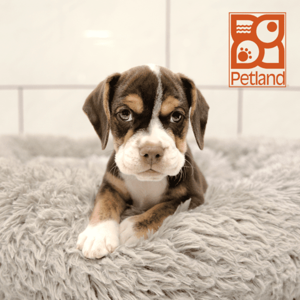 Beabull-Dog-Male---Petland Overland Park, Kansas