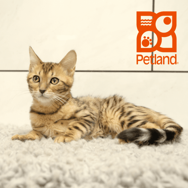 Bengal-Cat-Female---Petland Overland Park, Kansas