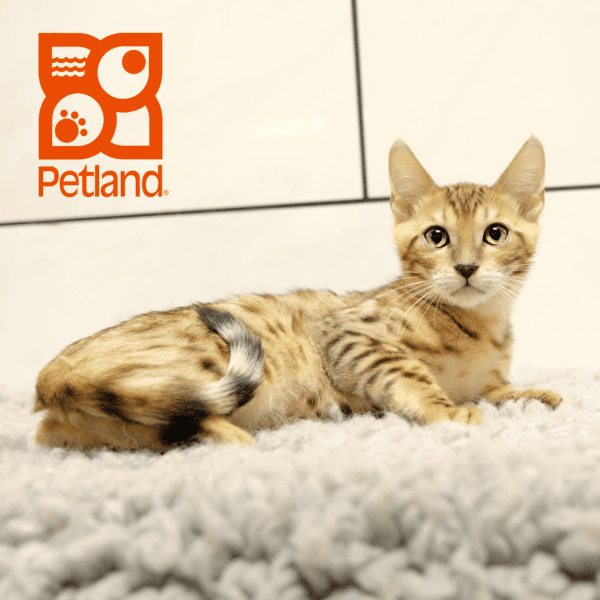 Bengal-Cat-Male---Petland Overland Park, Kansas