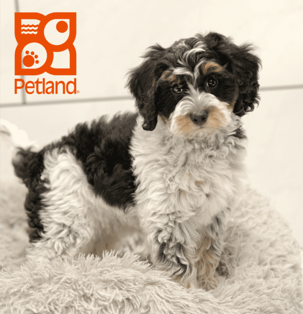 Bernedoodle Mini 2nd Gen-Dog-Female---Petland Overland Park, Kansas