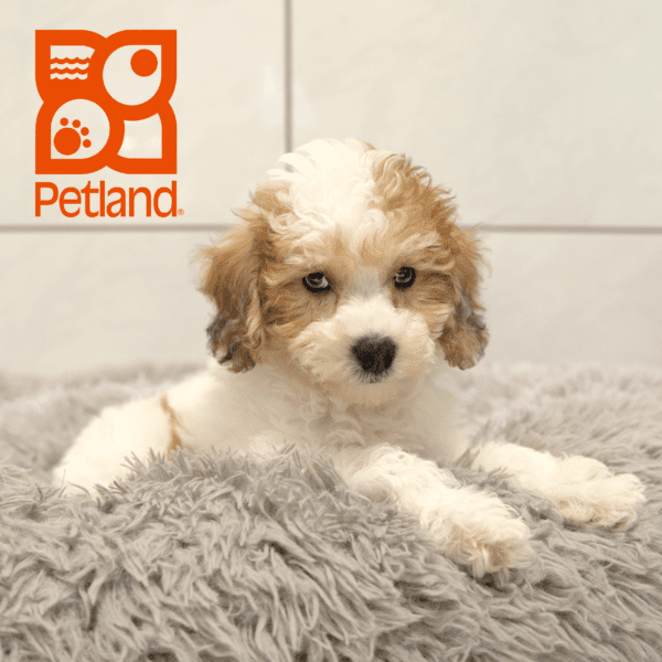 Bichapoo-Dog-Male---Petland Overland Park, Kansas