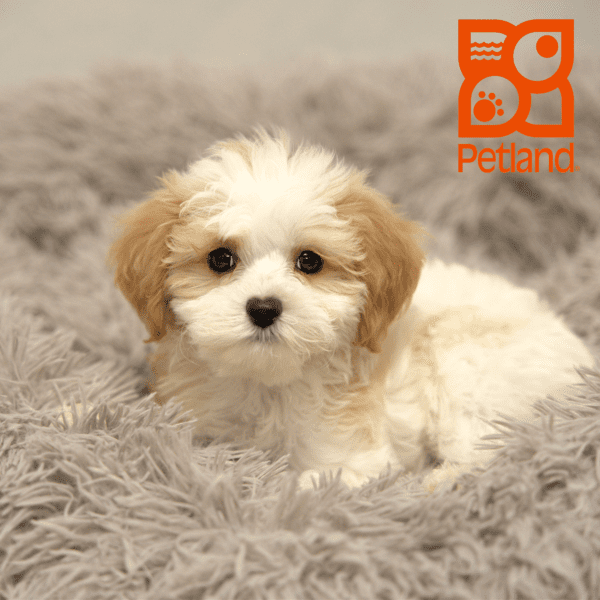 Cavapoo F2-Dog-Female---Petland Overland Park, Kansas
