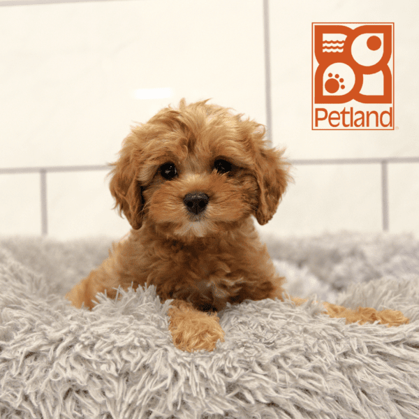 Cavapoo-Dog-Male---Petland Overland Park, Kansas