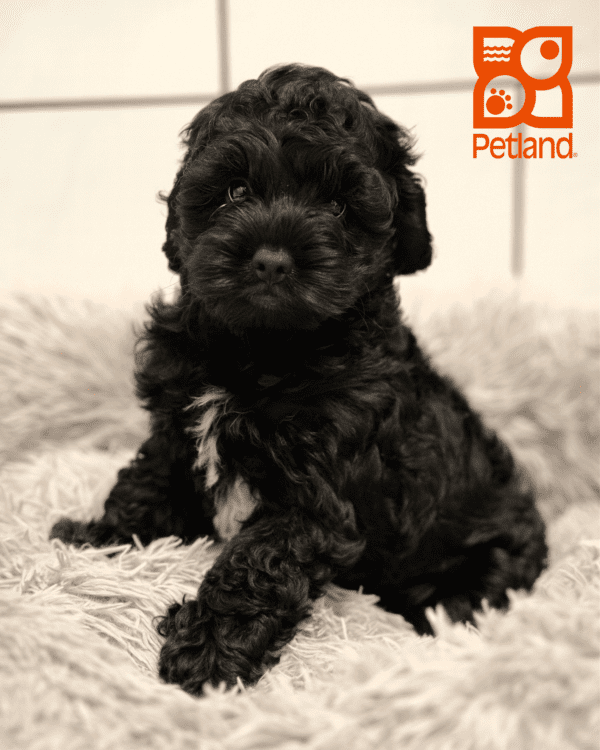 Cock A Poo-Dog-Female---Petland Overland Park, Kansas