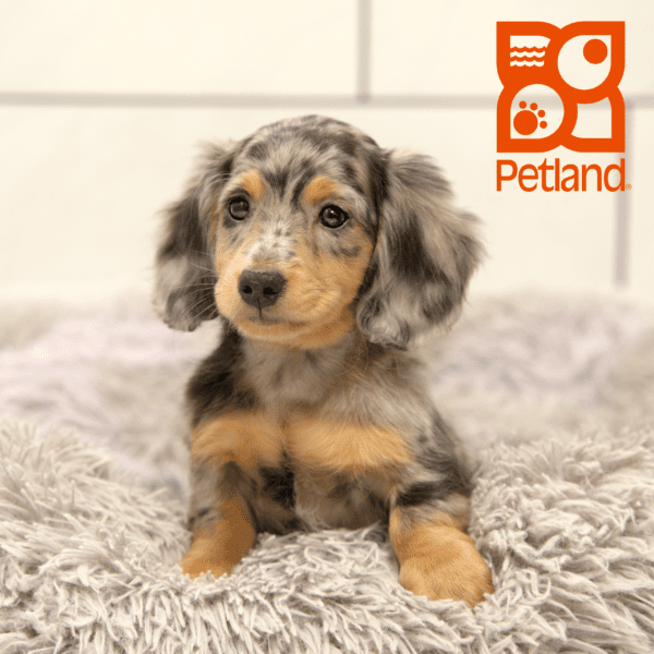 Dachshund-Dog-Male---Petland Overland Park, Kansas