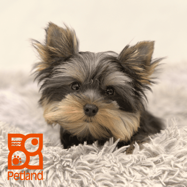 Yorkshire Terrier-Dog-Female---Petland Overland Park, Kansas