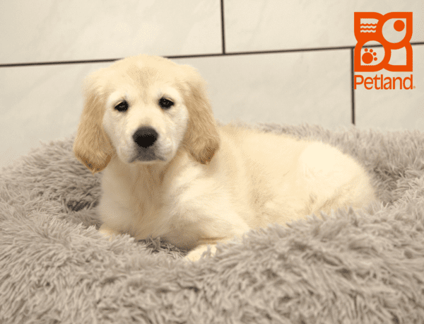 Golden Retriever-Dog-Female---Petland Overland Park, Kansas