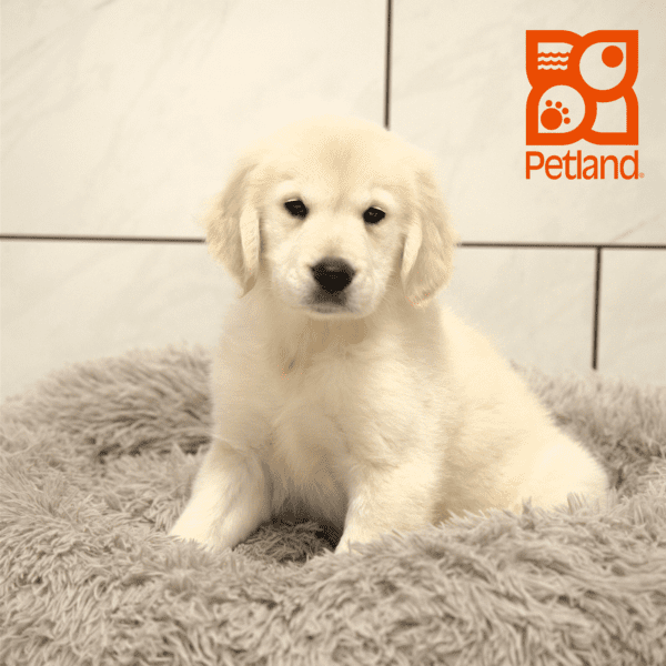 Golden Retriever-Dog-Male---Petland Overland Park, Kansas