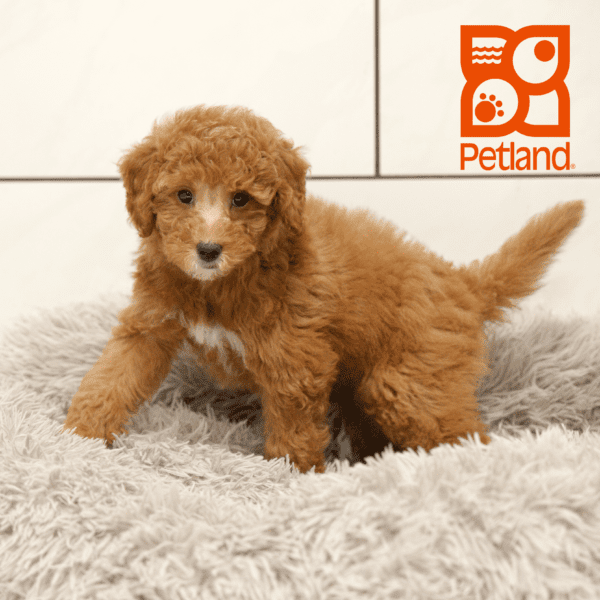 Goldendoodle Mini 2nd Gen-Dog-Female---Petland Overland Park, Kansas