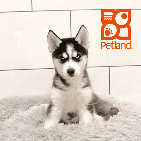 Siberian Husky-Dog-Female---Petland Overland Park, Kansas