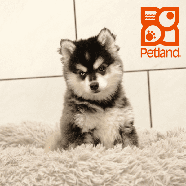 Alaskan Klee Kai-Dog-Male---Petland Overland Park, Kansas