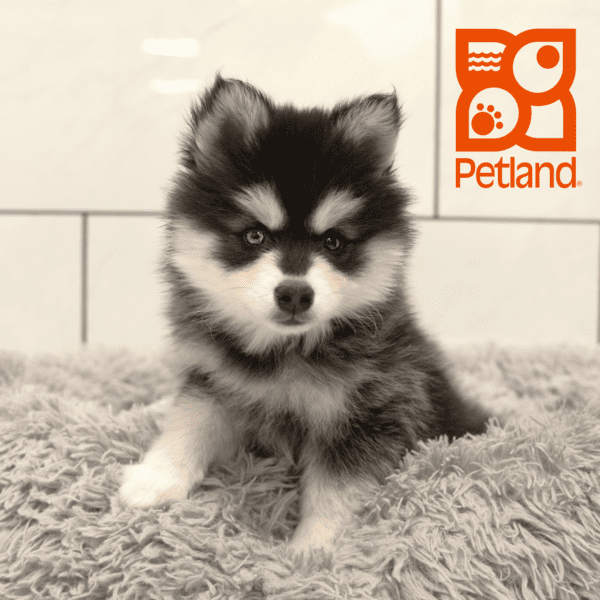 Alaskan Klee Kai-Dog-Male---Petland Overland Park, Kansas