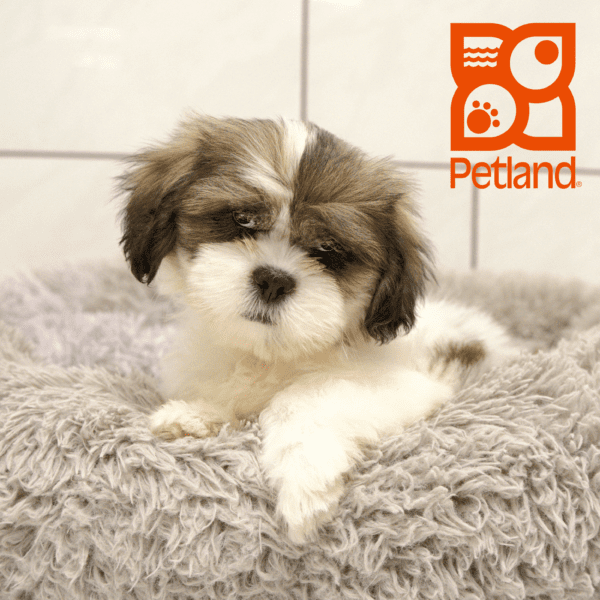 Lhasa Apso-Dog-Male---Petland Overland Park, Kansas
