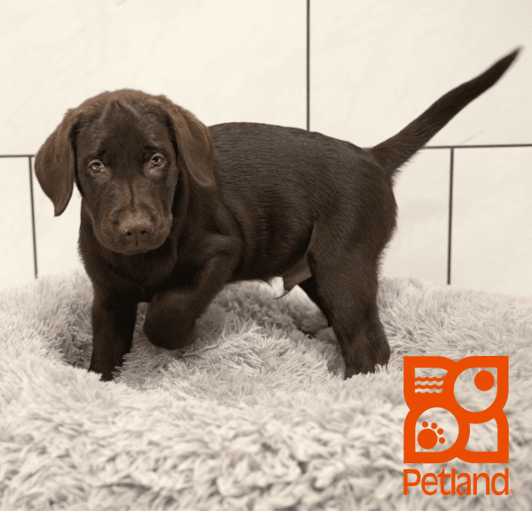 Labrador Retriever-Dog-Male---Petland Overland Park, Kansas