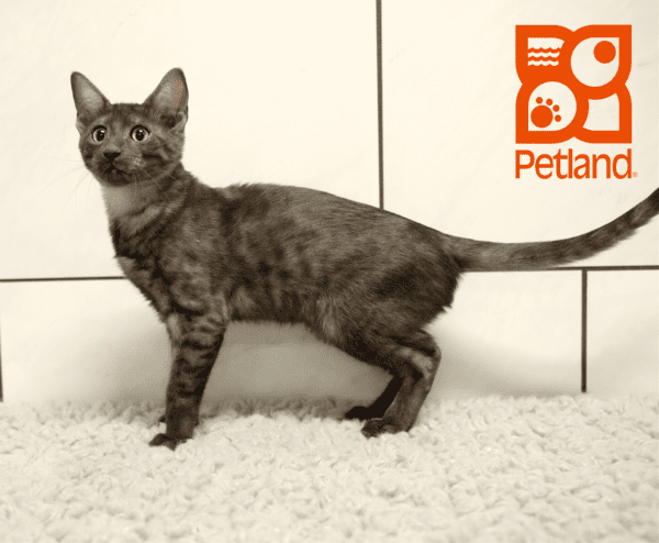 Egyptian Mau-Cat-Male---Petland Overland Park, Kansas