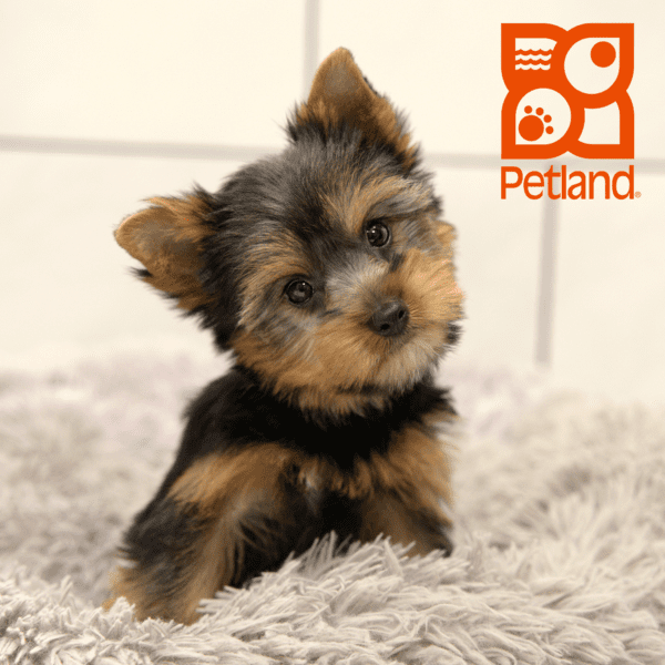 Yorkshire Terrier-Dog-Male---Petland Overland Park, Kansas