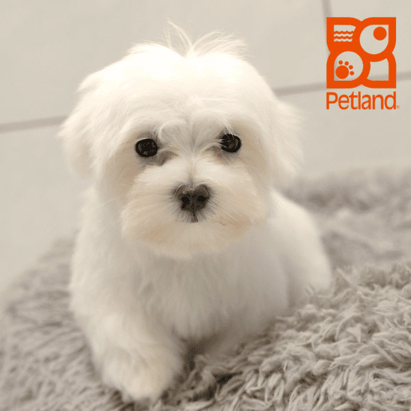 Maltese-Dog-Male---Petland Overland Park, Kansas