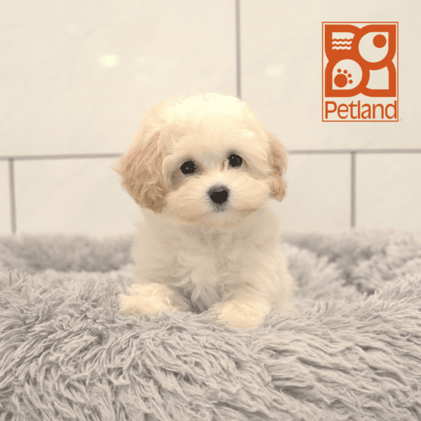 Maltipoo-Dog-Female---Petland Overland Park, Kansas